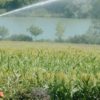 Is irrigation a symptom of productivist agriculture?